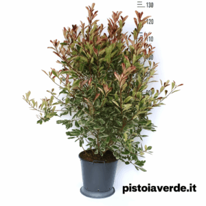 photinia-pink-marble-vaso24 - Pistoia Verde