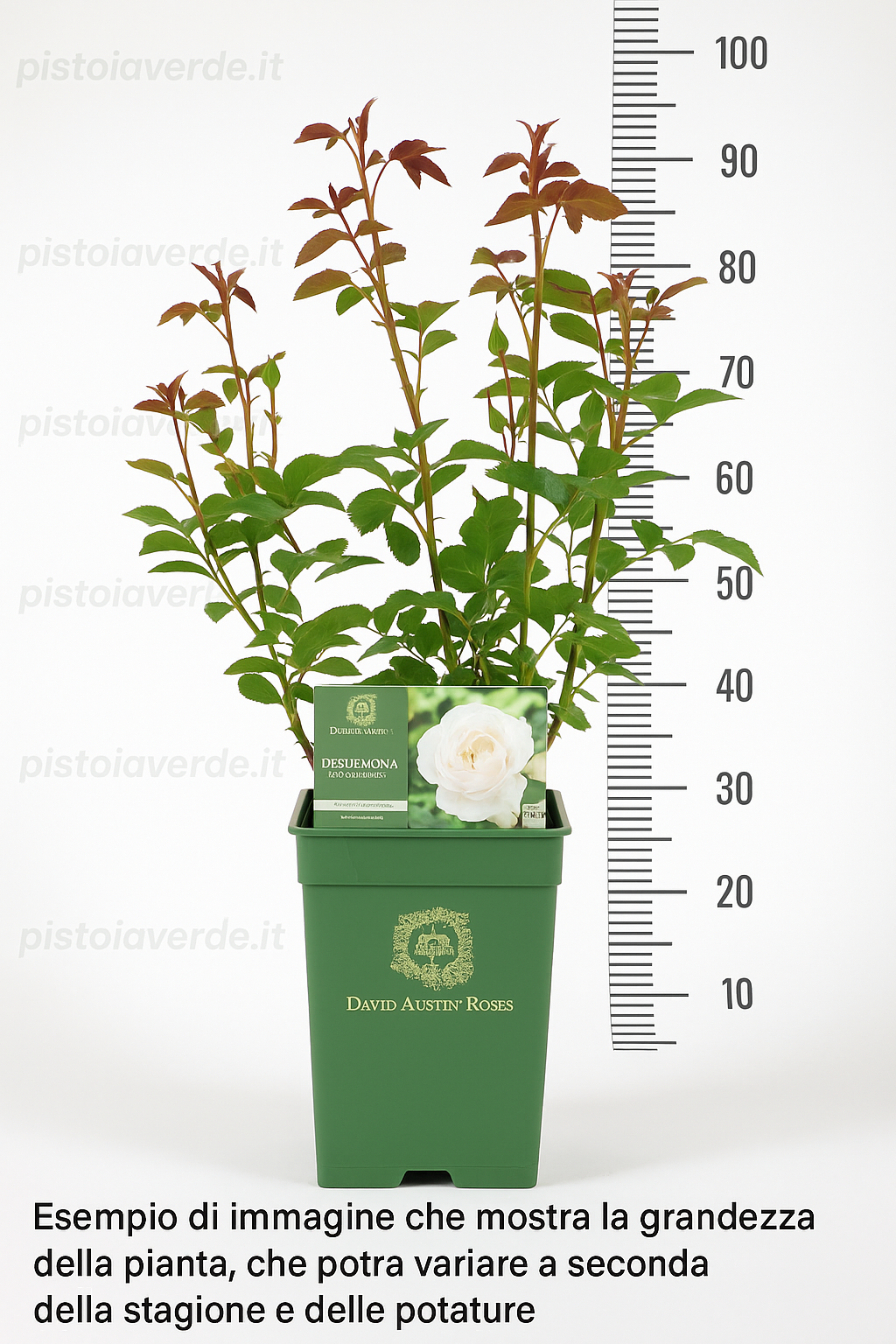rosa inglese - Pistoia Verde