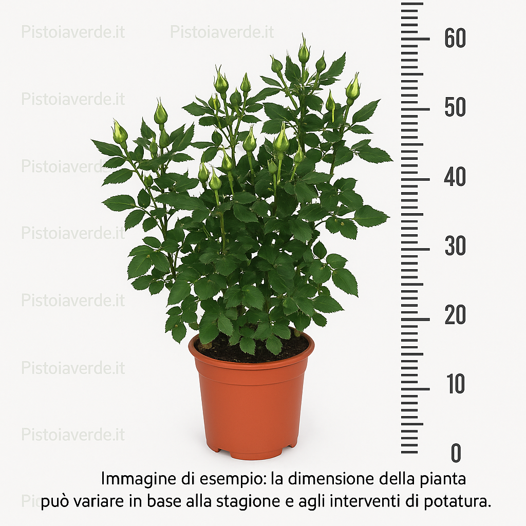 rosa - Pistoia Verde