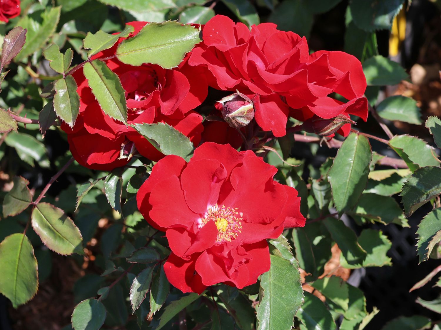Strauchrose Roter Korsar ® - Rosa Roter Korsar ® - Pistoia Verde