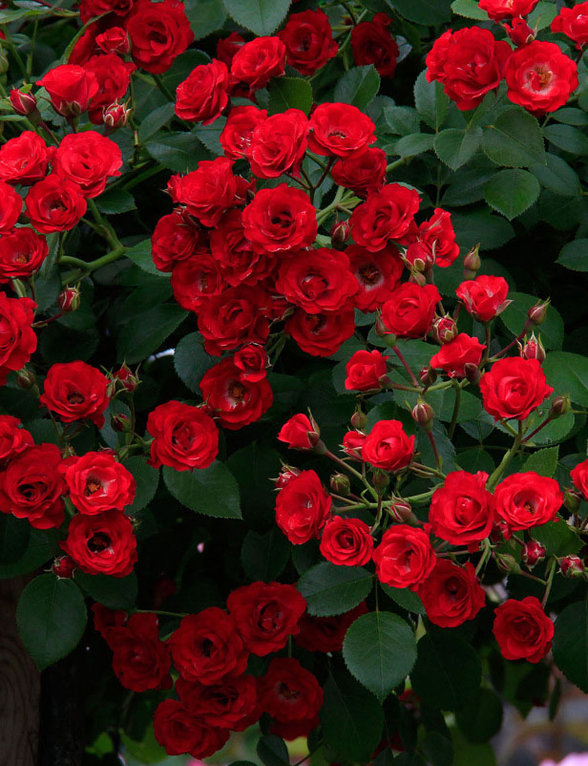 scarlet - Pistoia Verde