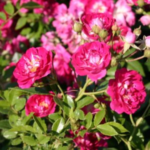 Ramblerrose Super Excelsa ® - Rosa Super Excelsa ® ADR-Rose - Pistoia Verde