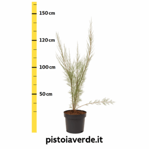 tamarix-18-vivaio-pistoia - Pistoia Verde