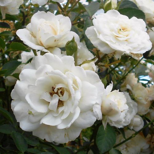 white new - Pistoia Verde