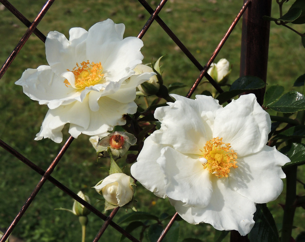 white s - Pistoia Verde
